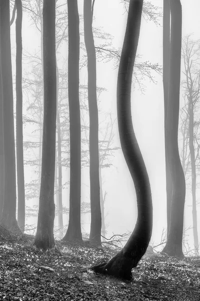 Bokträdstammar Dimmig Vårskog — Stockfoto
