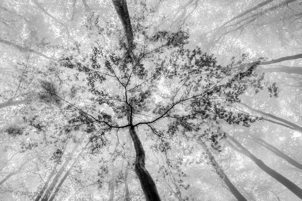 Vista Nebulosa Das Coroas Árvores Faia Primavera — Fotografia de Stock