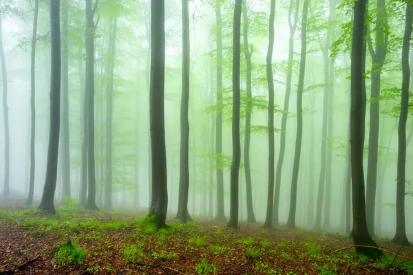 Hêtraie Printanière Avec Brume Arrière Plan — Photo