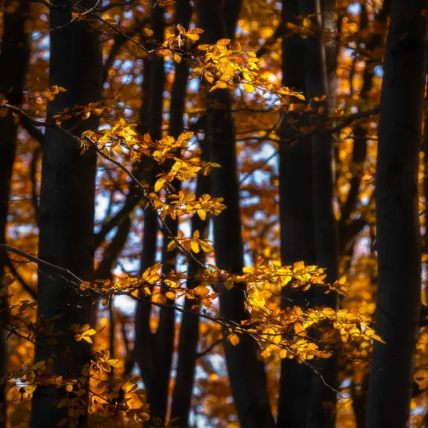 Kayın Ormanlarında Sonbahar Güneşli Kayın Yaprakları — Stok fotoğraf