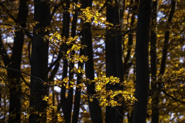 Hösten Soliga Boklöv Bokskogen — Stockfoto