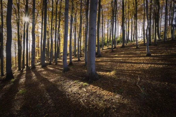 Outono Vistas Ensolaradas Floresta Faia — Fotografia de Stock