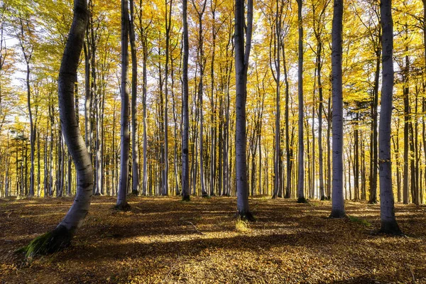 Otoño Soleadas Vistas Del Bosque Hayas — Foto de Stock