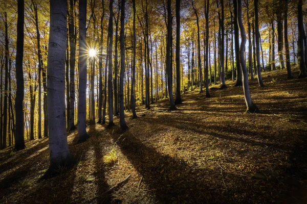 Outono Vistas Ensolaradas Floresta Faia — Fotografia de Stock