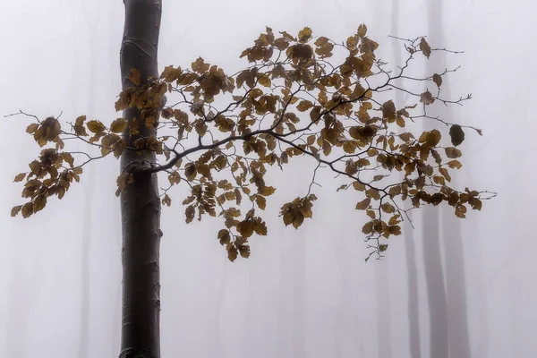 Jesienne Drzewo Bukowe Liśćmi Mgłą Tle — Zdjęcie stockowe