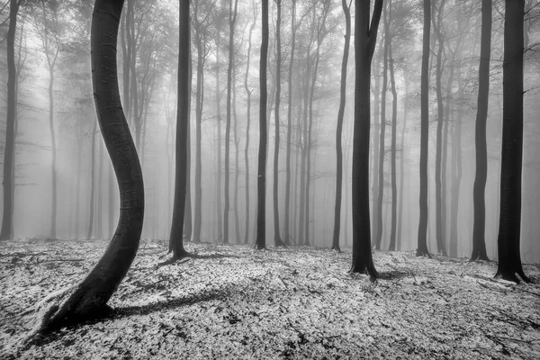 Troncos Árvores Faia Uma Floresta Gelada Inverno — Fotografia de Stock