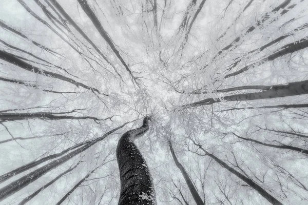 Vista Para Coroa Árvores Faia Inverno — Fotografia de Stock