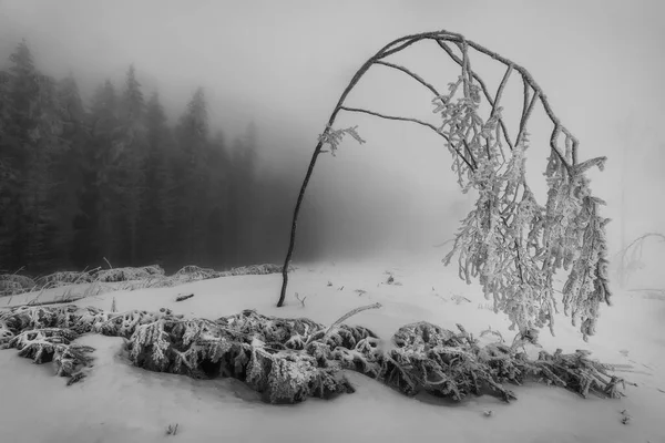 Lonely bent tree in a winter misty landscape with spruce trees in the background