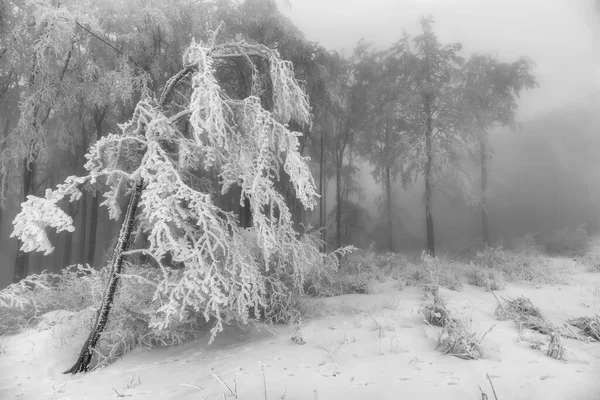 Κορμοί Από Οξιές Ένα Ψυχρό Δάσος Χειμώνα — Φωτογραφία Αρχείου