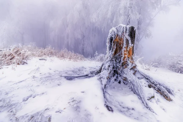 Alter Baumstumpf Mit Schnee Bedeckt Hintergrund Schneebedeckte Bäume — Stockfoto