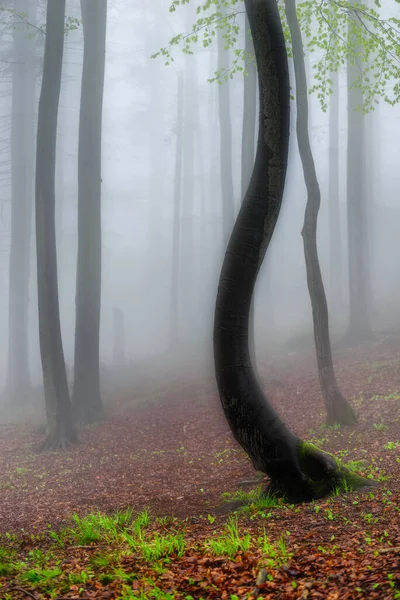 Hêtraie Printanière Avec Brouillard Arrière Plan — Photo