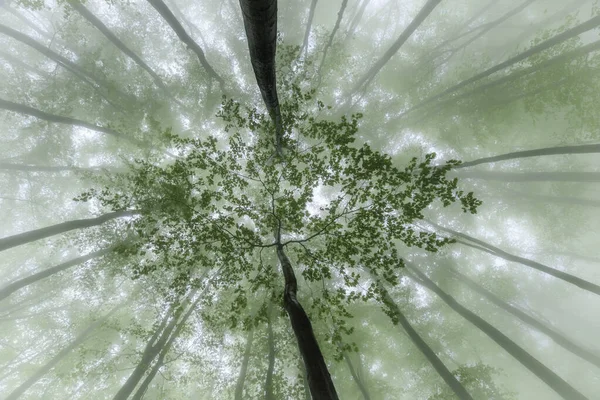 Туманний Вид Корони Весняних Букових Дерев — стокове фото