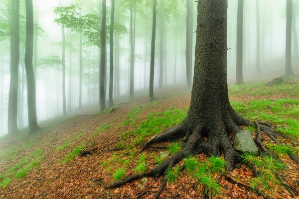 Foresta Primaverile Con Nebbia Sullo Sfondo — Foto Stock