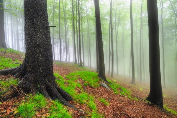 Forêt Printanière Avec Brouillard Arrière Plan — Photo