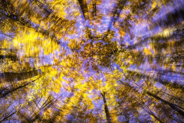 Abstrakcyjny Widok Słonecznego Bukowego Jesiennego Wierzchołka Drzew — Zdjęcie stockowe