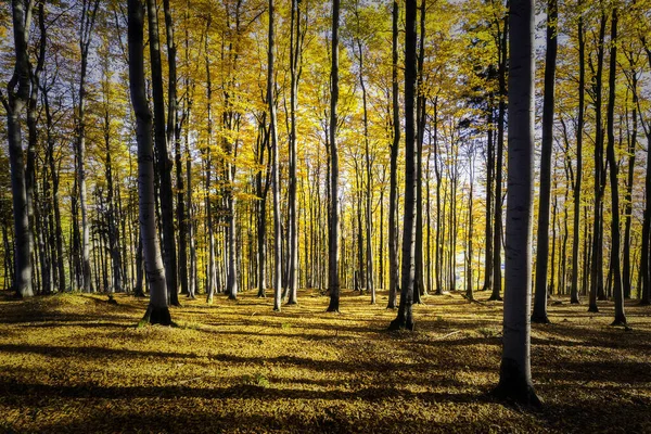 Jesień Słoneczne Widoki Las Bukowy — Zdjęcie stockowe
