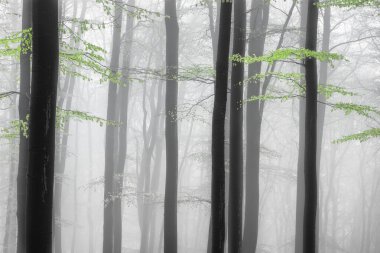 Kayın ağacı gövdeli bahar ormanı ve arka planında sis olan dallar