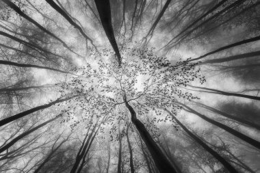 Bahar kayın ağaçlarının taç görüntüsü