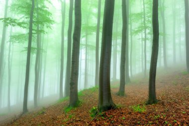 Arka planda sis olan Bahar Kayın Ormanı