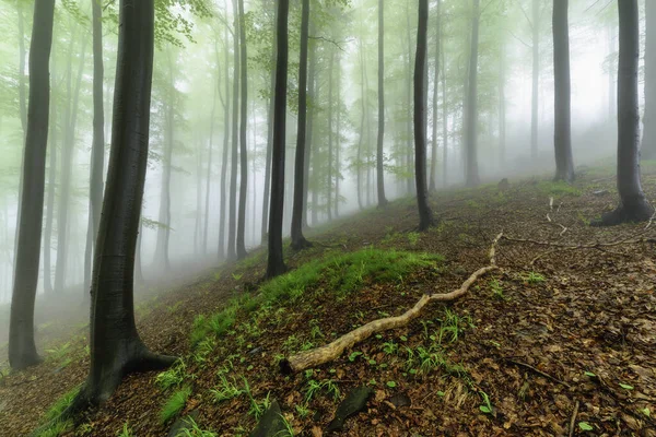 Spring Beech Forest Fog Background — Stock Photo, Image