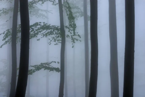 Primavera Folhas Faia Uma Floresta Enevoada Faia — Fotografia de Stock