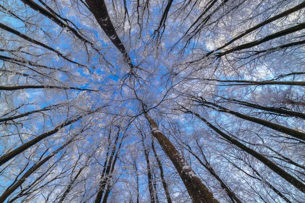 View Crown Winter Beeches Blue Sky Background — Stock Photo, Image