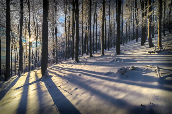 Солнечные Лучи Зимнем Буковом Лесу — стоковое фото