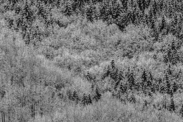 View Beech Spruce Winter Forest — Foto de Stock