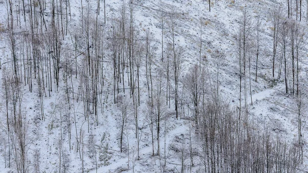 Veduta Della Collina Sul Pendio Del Bosco Raccolto Con Resti — Foto Stock