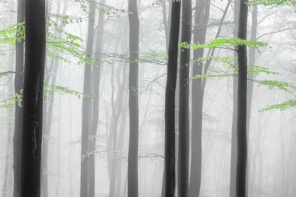 Bosque Primavera Con Troncos Haya Ramas Con Niebla Sobre Fondo — Foto de Stock