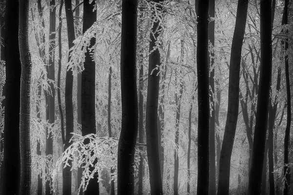 Zimowy Las Pniami Gałęziami Buka — Zdjęcie stockowe