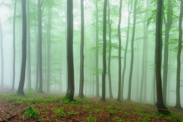 Foresta Faggio Primaverile Con Nebbia Sullo Sfondo — Foto Stock