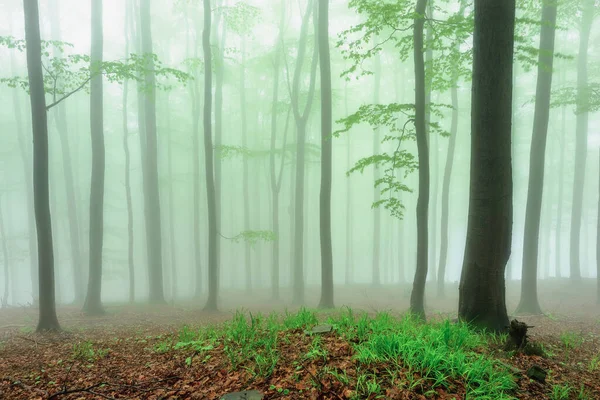 Foresta Faggio Primaverile Con Nebbia Sullo Sfondo — Foto Stock