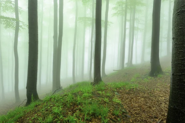 Floresta Faia Primavera Com Nevoeiro Fundo — Fotografia de Stock