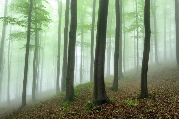 Frühling Buchenwald Mit Nebel Hintergrund — Stockfoto