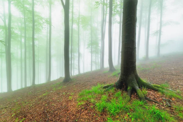 Floresta Faia Primavera Com Nevoeiro Fundo — Fotografia de Stock