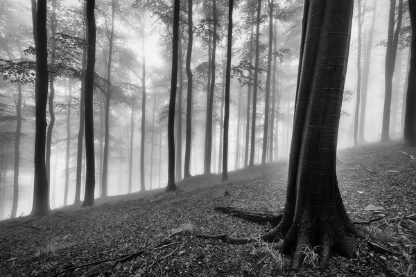 Bosque Haya Primavera Con Niebla Fondo — Foto de Stock
