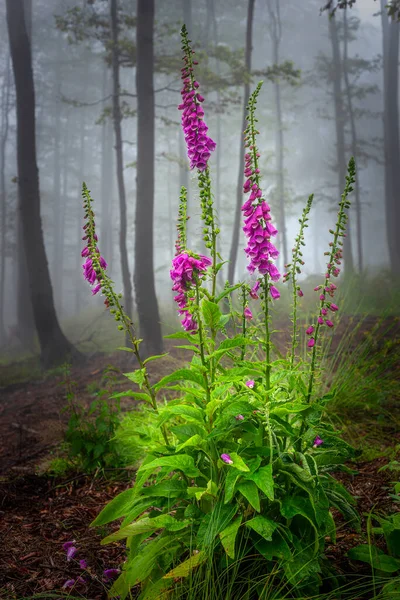 Flor Florescente Crescente Digitalis Purpurea Uma Floresta Nebulosa — Fotografia de Stock