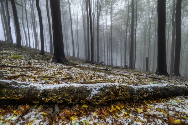 Поздняя Осень Букового Леса Туманом Заднем Плане — стоковое фото
