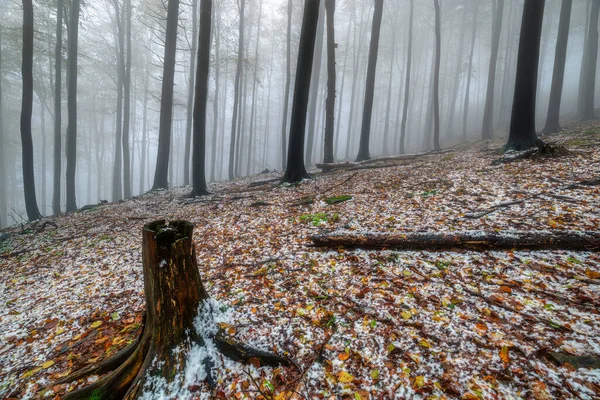 Spätherbstlicher Buchenwald Mit Nebel Hintergrund — Stockfoto