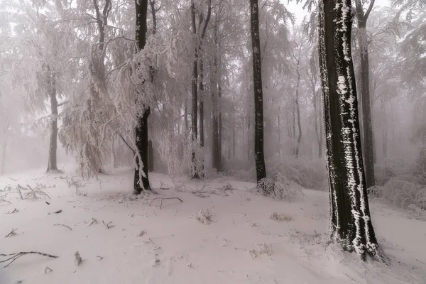 Beukenbomen Stammen Een Winter Ijzig Bos — Stockfoto