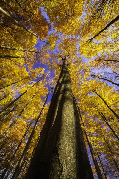 Vista Para Coroa Uma Faia Outono Uma Floresta Faia — Fotografia de Stock