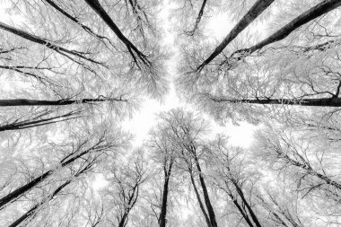 Kış kayın ağaçlarının tacına bakın. 