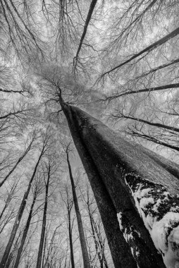 Kış kayın ağaçlarının tacına bakın.