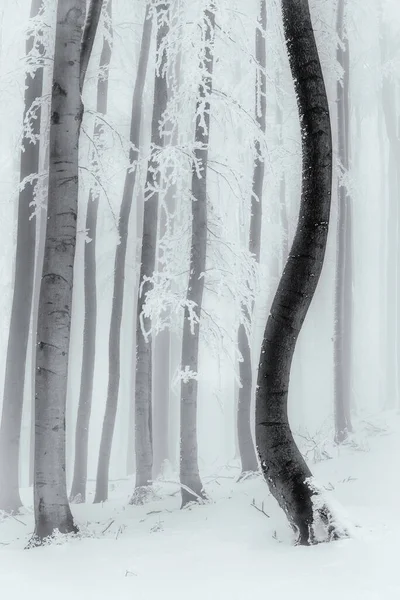 Tronchi Faggio Una Foresta Ghiacciata Invernale — Foto Stock