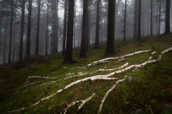 Κορμοί Σημύδας Ξαπλωμένοι Στο Δασικό Χορτάρι Στο Ομιχλώδες Δάσος Ερυθρελάτης — Φωτογραφία Αρχείου