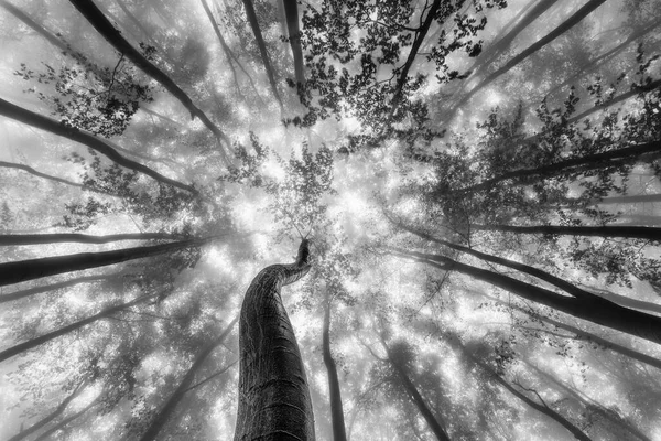 Vista Para Coroa Árvores Faia Verão — Fotografia de Stock