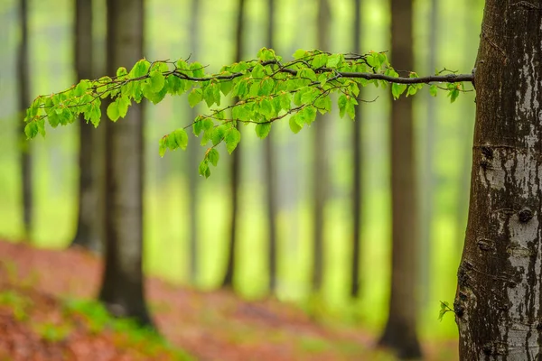 Rama Haya Primavera Con Hojas Verdes Bosque Hayas — Foto de Stock