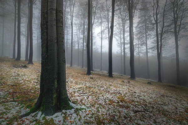 Vue Une Forêt Hêtres Brumeux Avec Première Neige — Photo