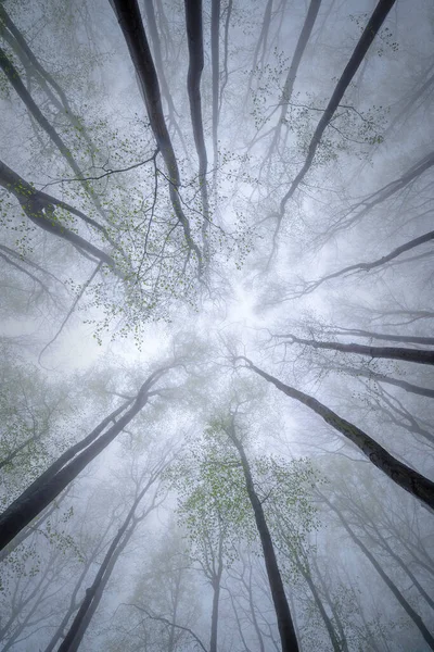 Вид Корону Весняних Букових Дерев Туманністю Фоні — стокове фото